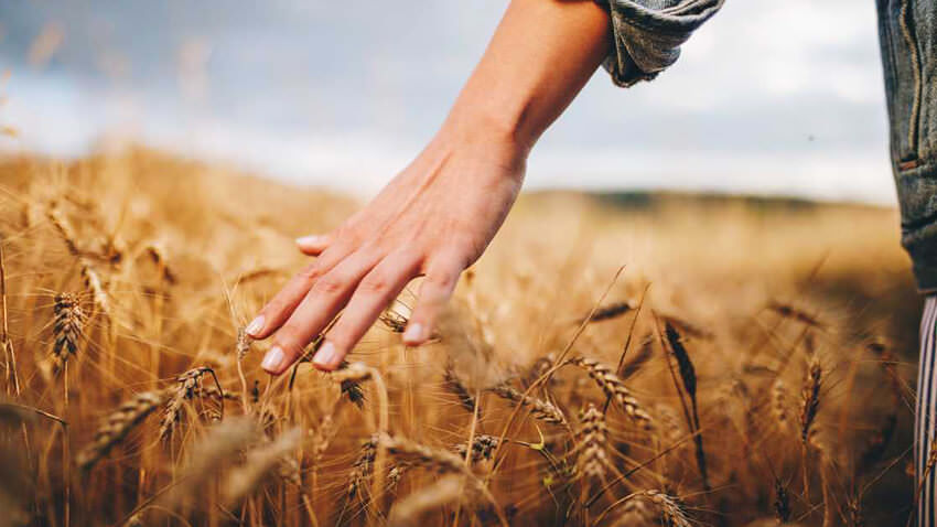 hand touching wheat in a field